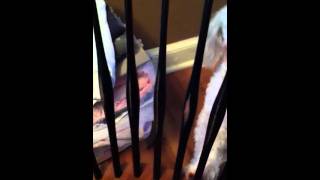 Sampson in Jail
