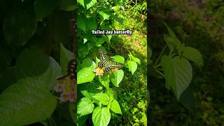 Tailed Jay Butterfly #ButterflyShorts #Wildlife #nature  #ButterfliesOfIndia #ButterfliesOfKarnataka