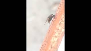 photography #promote #trending #newsong #youtube #youtuber #youtubeshorts #ytshorts #wives #wive