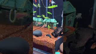 Amazing Aquarium Fish Tank 🐠🌊 | A Beautiful Underwater World