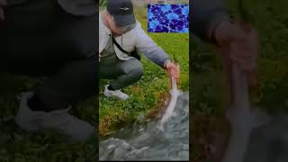fish IQ 1000 #shortsvideo #viral