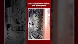 Uttarakhand News | Leopard That Attacked Cattle In Uttarakhand Caught By Forest Department