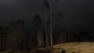 Pine Forest Thunderstorm | Rolling Thunders in Distance | Calm Before the Storm | 3 HOURS