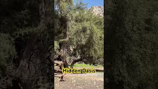 Hidden Oasis Ras Al Khaima UAE #hike #camping #nature