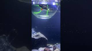 #fishkeepinghobby #fishtank #aquarium #aquascapegallery #aquascapelowtech #fishtankdesign #guppy