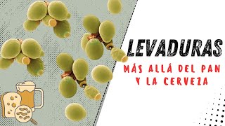 Levaduras | Más allá del pan y la cerveza