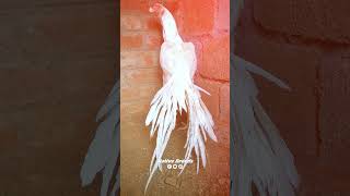 once again my white collection 😍❤️ | #nativebreeds #shortsviral #shortvideo