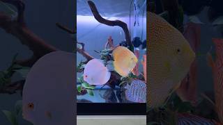 Unboxing Discus | Best Quality Discus from Robert Lim Malaysia by Chicago Discus #discus  #fishlover