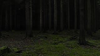 Forest Thunderstorm - Deep in the Woods | Full Storm & Rain | 3 Hours