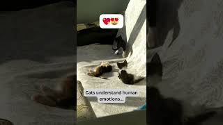 Cat Wisdom: Unraveling the Feline Mind 🧠😺 #catlove #cats #fyp