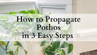 How to Propagate Pothos in 3 Easy Steps