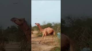 lifestyle and desert king#desertlife #animals #desertadventures #camel #camellovers