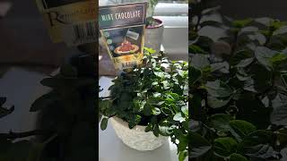 Have you tried choc mint? 🌿