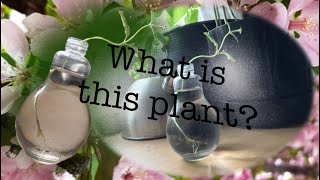 Mystery plant
