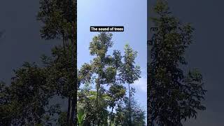 A peaceful morning when the trees swing #vlog #vlogsvideo #halloween #nature