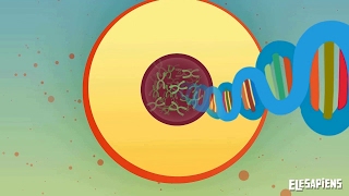 CELLS, ESSENCE OF LIFE