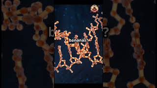 Did You Know? Bananas Share 60% of Our DNA! 🍌 #facts #didyouknow #banana #shorts #trending