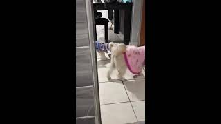 petsoftiktok Live Stream