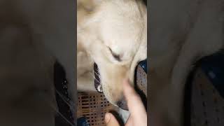 A little conversation with my Jacky🥰#dogandfamily #funny #comedy #viralvideo #dog