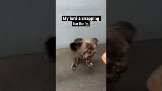 Dog acts like a snapping turtle at the groomer #groomer #petstylist #dog