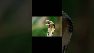 Snake now VS Snake olad #viral #history #ternding