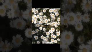 back in time. #fyp #shorts #nostalgia #viral #trending #time