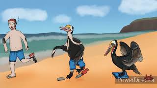 bird tfs #2