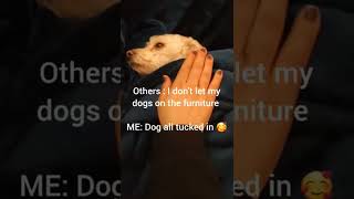 Cozy Dog Tucked In Bed #dogshorts #shorts