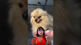 And the Oscar goes to… 🐶