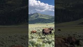 Lamar Valley Bison's View Yellowstone National Park #yellowstone #bison #shorts #vlog #usa