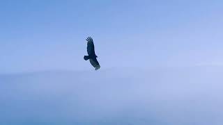Close Vulture Encounter Right Over Bodega Head Trail 🌊 #WildBeauty #CaliforniaCoast #HealingInNature
