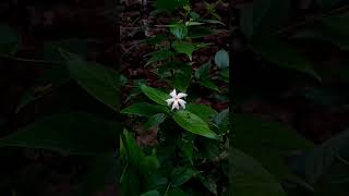 🌹 Beautiful flower whatsapp status|Full screen|#shorts #nature