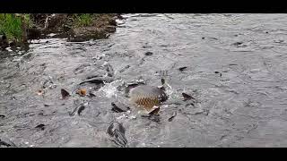 Khecheopalri The Sacred Lake, West Sikkim