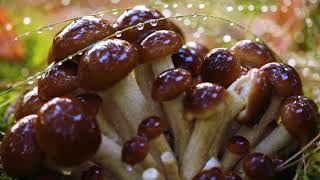 10 Hours of Relaxing Music & Beautiful Nature, Piano Music for Stress Relief,Deep Sleeping Music #45