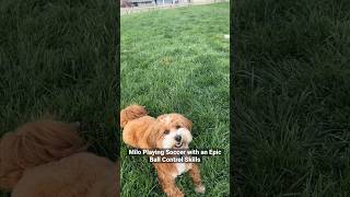 Puppy playing soccer with Epic ball controlling skills #dog #puppy #cute #football