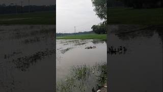 স্নিগ্ধ সকাল আর ছুটির দিনের চা পরোটা// সকালের নাস্তা  #breakfast #cookingshorts