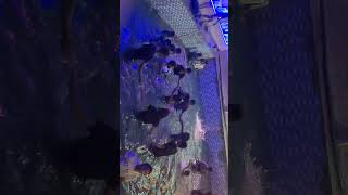 #poetryyoutube  #shorts  #musicgenre