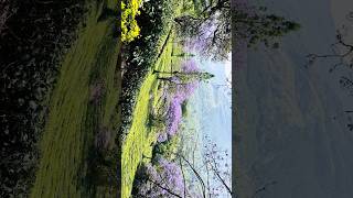 #lavender #nature #lavenderfields #scenicviews #flowers #kerala #travel #india #trendingreels #love