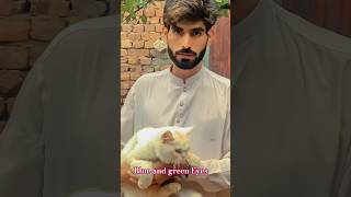 cat Two colour Eyes👀🐈#youtubeshorts #cats #ytshorts #viral"