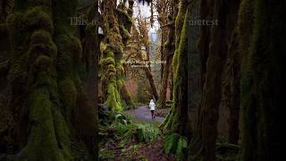 Quietest place in the United States?! 📍Hoh rainforest, Olympic national park, Washington