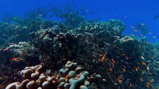 Underwater Paradise with Exotic Fish - Royalty Free Video