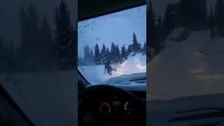 It trapped me in my truck...#shorts#Animals#Wildlife#AnimalRescue#HeroMoment#WildlifeDrama