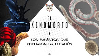 El Xenomorfo y los parásitos que inspiraron su creación | BioPelículas Cap. 1
