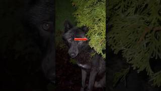 Stunning Viral Footage Of Wolves In Nature #shorts