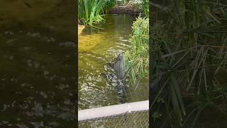 Fun Fact About Alligators #animalfanatics #trending #shorts #viral