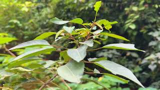 Beautiful relaxing music • Smooth piano tunes 🌿 Bring peace to your mind and nerves