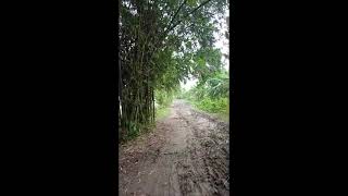 এই দুপুরের মাঠে 😉  vlog video🌲||