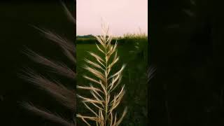 Listen to me now song status|Remix status|#shorts #Full-screen -status