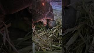 #동물드라마 #동물 #동물영상 #동물원 #pets #앵무새 #animals #더빙 #더빙농장 #더빙영상 #병맛애니 #병맛편집 #병맛 #반려동물 #도마뱀   보물을 찾아서