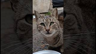 Cat atract sound | kitten meow | billi ki awaaz | BIlli ke bache | meowing #cat #kitten #catlover